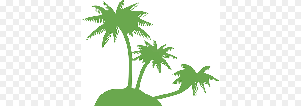 Coconut Palm Plant, Tree, Palm Tree, Leaf Free Png Download