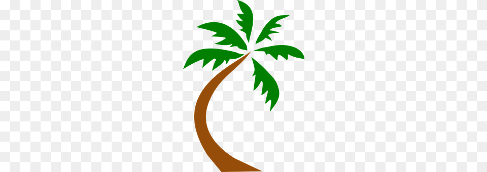 Coconut Palm Palm Tree, Plant, Tree, Vegetation Free Transparent Png