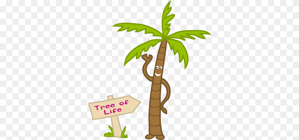 Coconut Palm Tree Coconut, Palm Tree, Plant, Dynamite, Weapon Free Png Download