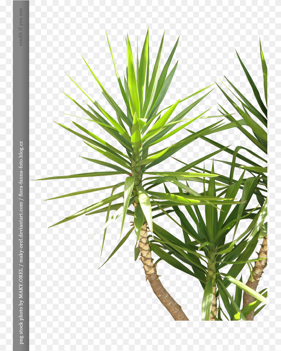 Coconut Palm Tree For Pond Pine, Plant, Agavaceae Free Png