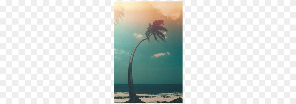 Coconut Palm Tree On Tropical Ocean Beach Vintage Photography, Palm Tree, Plant, Summer, Nature Free Png Download