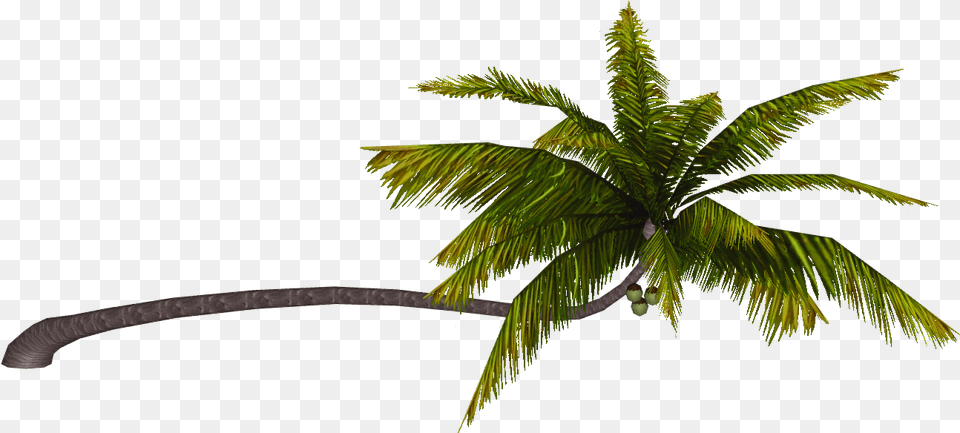 Coconut Palm Wiki, Palm Tree, Plant, Tree Free Png Download