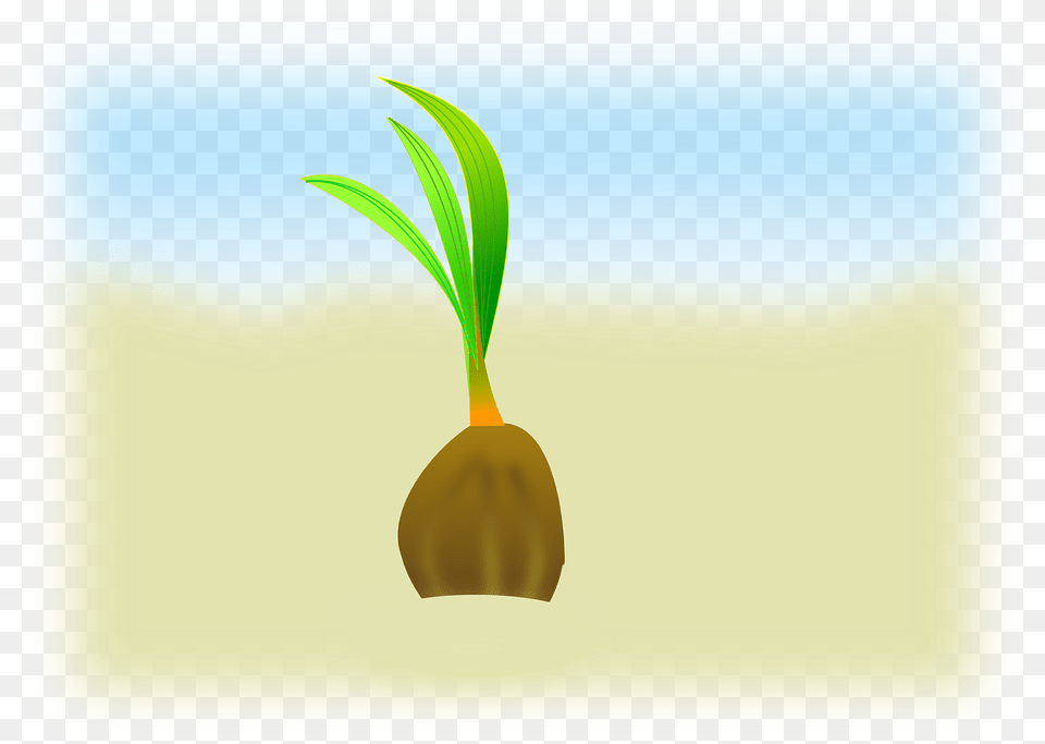 Coconut Sapling Seedling, Plant, Outdoors, Nature Free Png