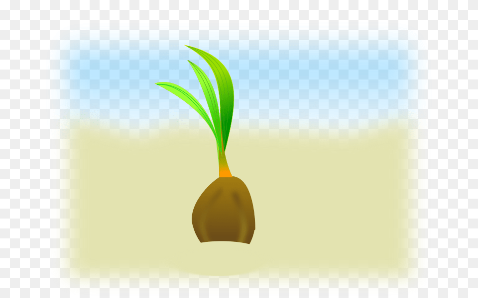 Coconut Seed, Plant, Sprout, Food, Produce Png Image