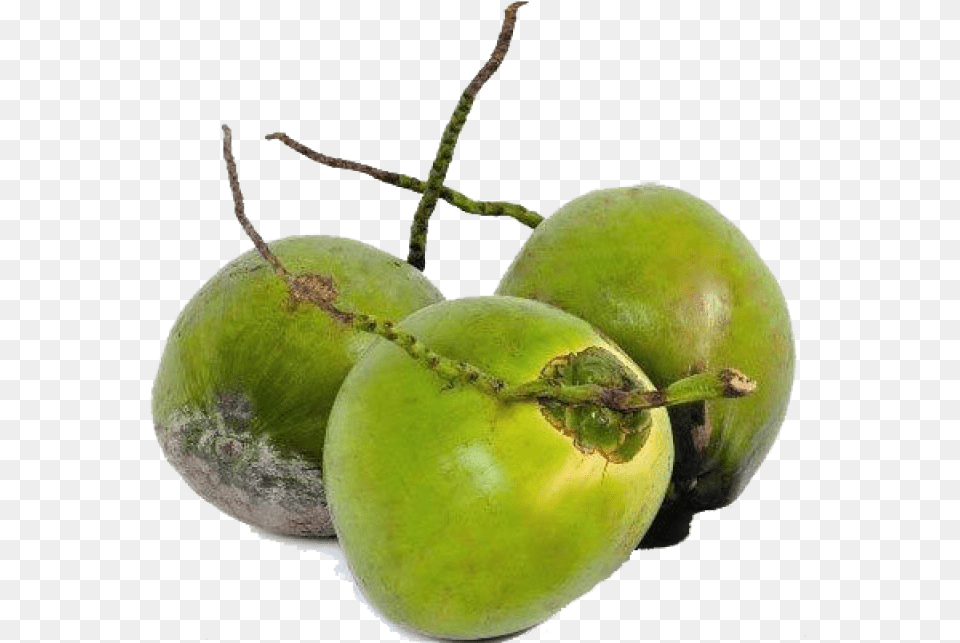 Coconut Tender, Food, Fruit, Plant, Produce Png Image