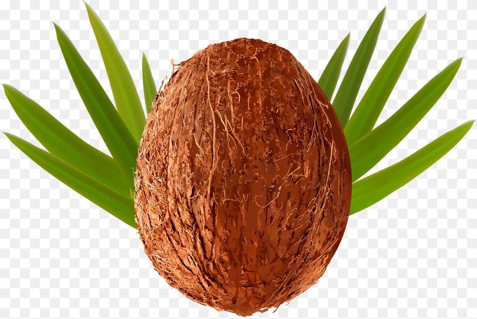 Coconut Transparent Clip Art Free Png Download