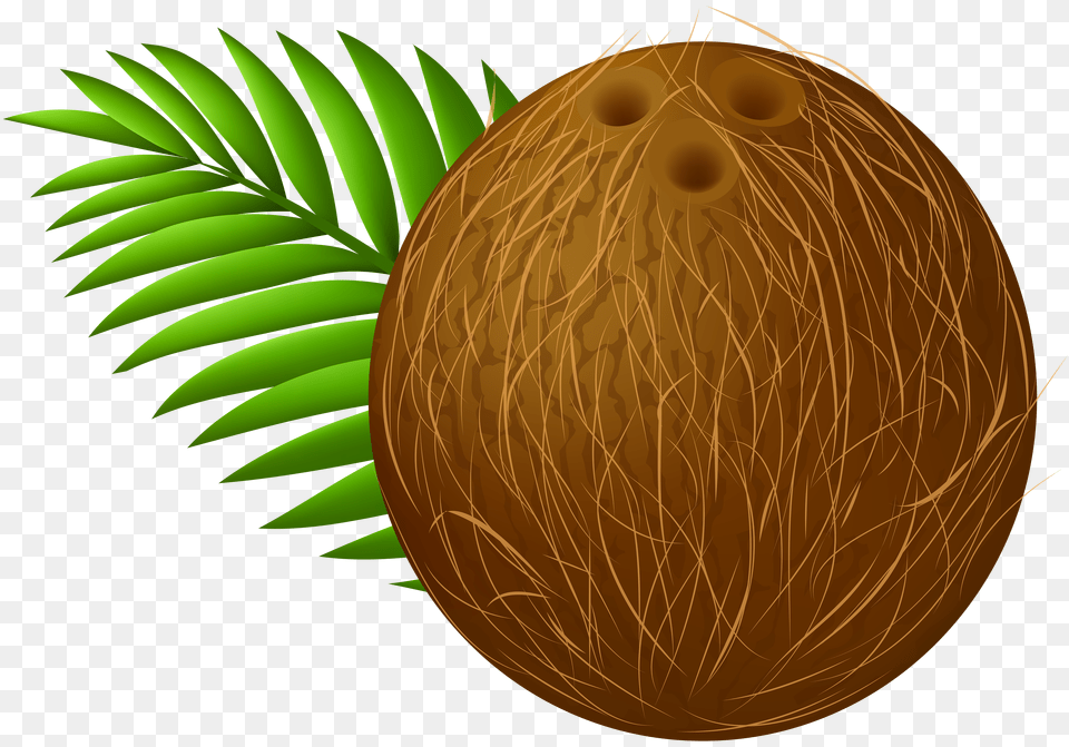Coconut Transparent Clip Art Png Image