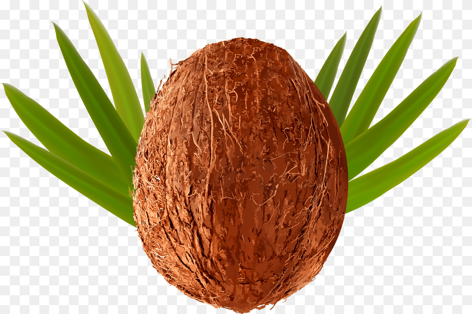 Coconut Coconut Cartoon Background Free Transparent Png