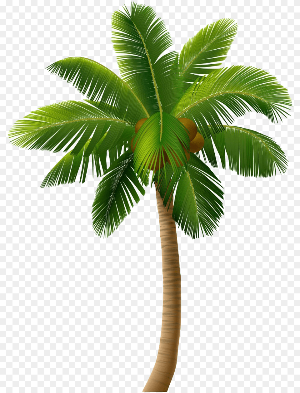 Coconut Transparent Images Real Palm Tree Vector Graphics, Palm Tree, Plant, Leaf Free Png Download
