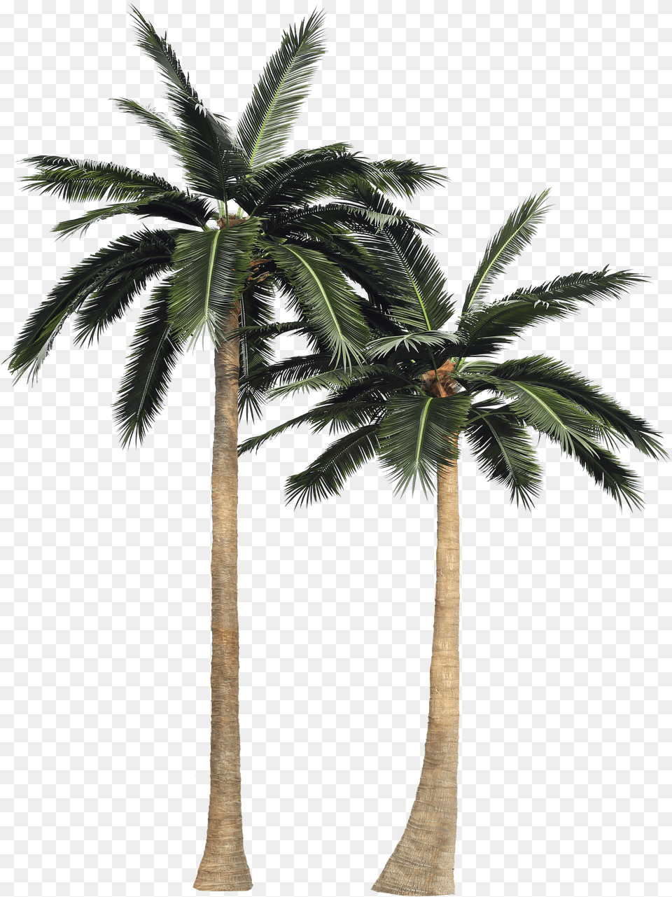 Coconut Tree, Gray Free Png Download