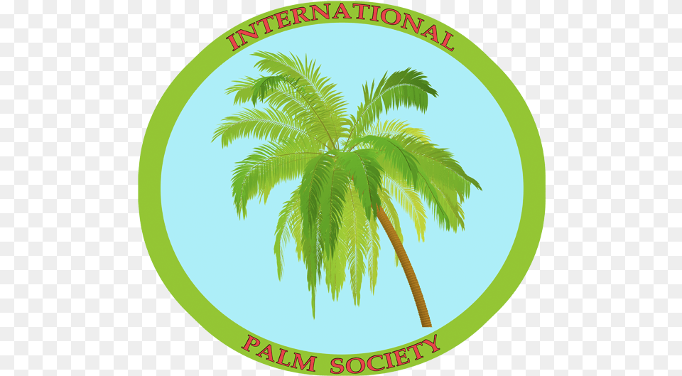 Coconut Tree, Plant, Summer, Palm Tree, Vegetation Png Image