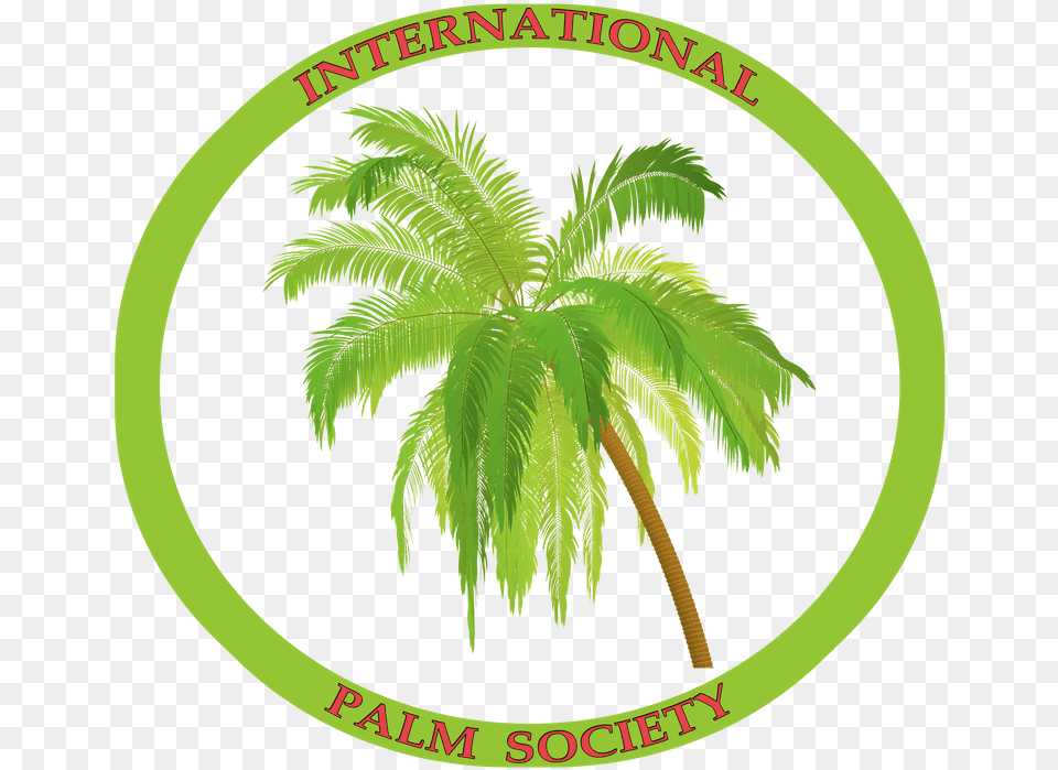 Coconut Tree, Plant, Leaf, Palm Tree, Vegetation Png Image