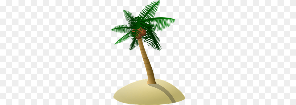 Coconut Tree Palm Tree, Plant Png