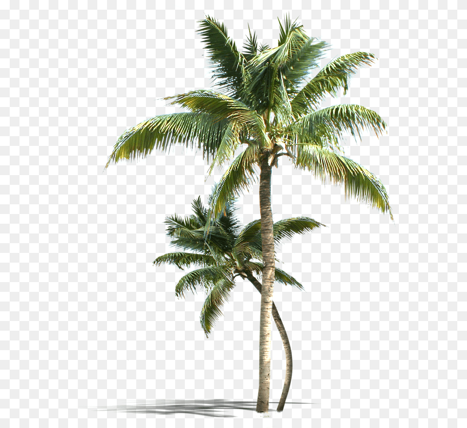 Coconut Tree, Palm Tree, Plant, Leaf Free Png Download