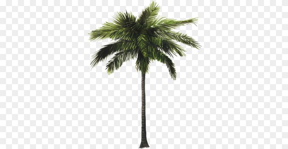 Coconut Tree 3d Model, Palm Tree, Plant, Animal, Bird Png Image