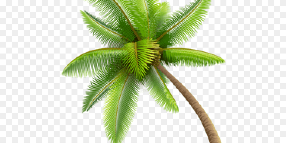 Coconut Tree Animated Gif, Leaf, Palm Tree, Plant Free Png