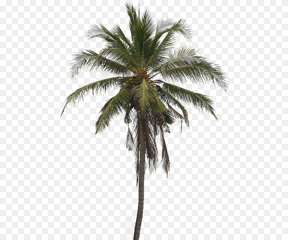 Coconut Tree Arecaceae Clip Art Real Coconut Tree, Palm Tree, Plant Free Transparent Png