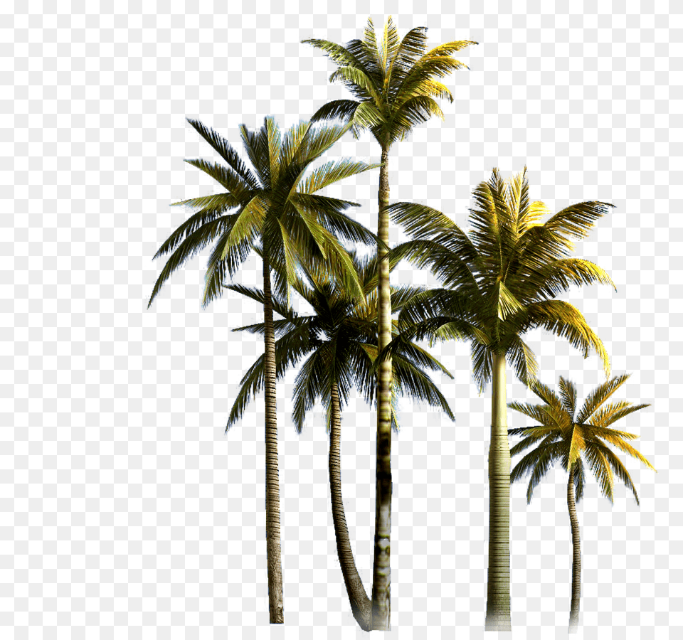 Coconut Tree Background Image Format Coconut Trees, Palm Tree, Summer, Plant, Vegetation Free Transparent Png