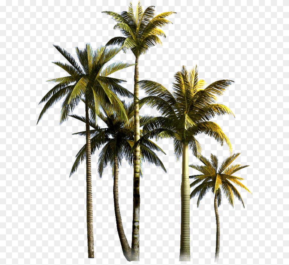 Coconut Tree Background Palm Tree Hd, Palm Tree, Plant, Summer, Outdoors Png Image