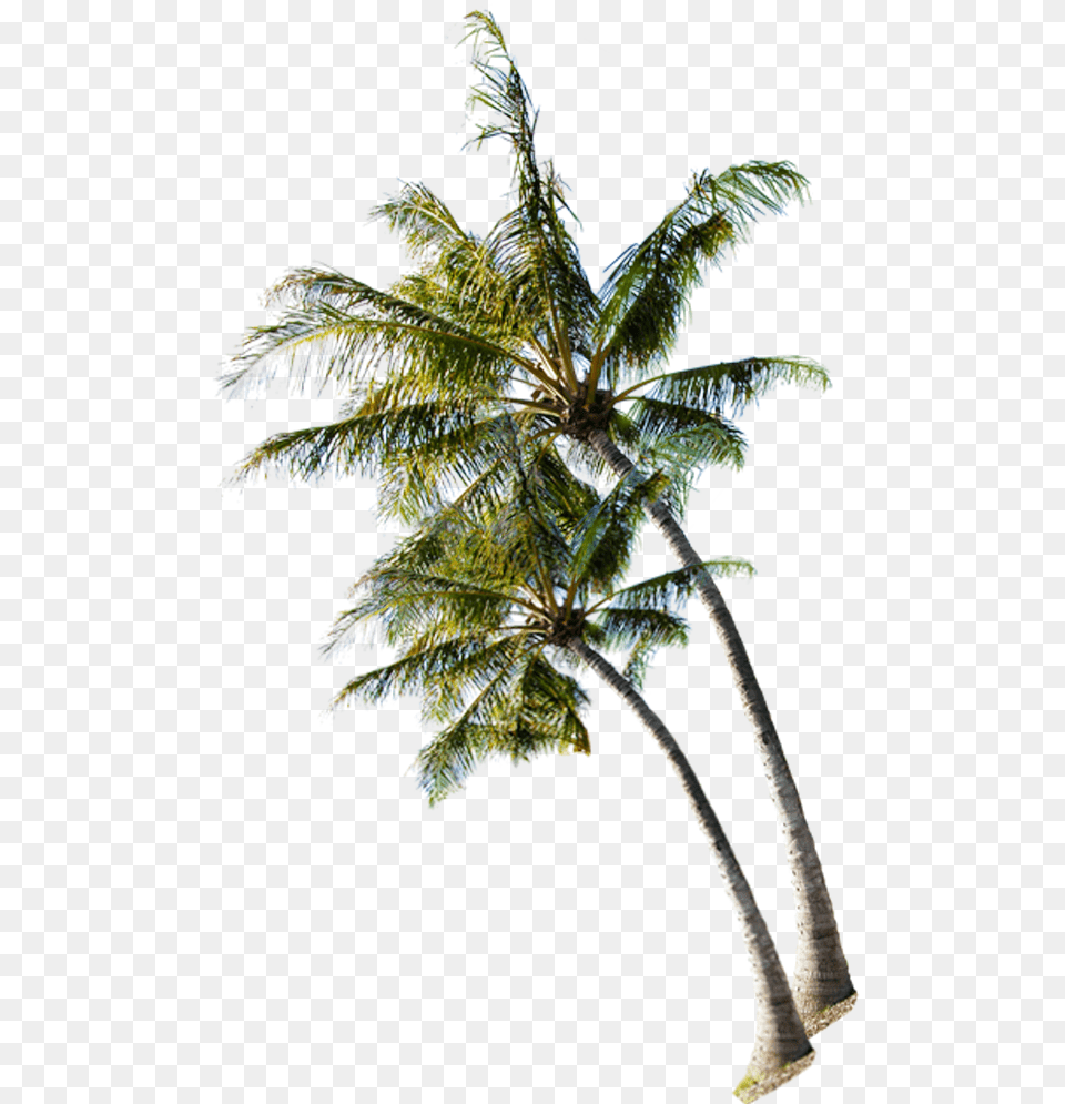 Coconut Tree Beach, Leaf, Palm Tree, Plant, Fern Png Image