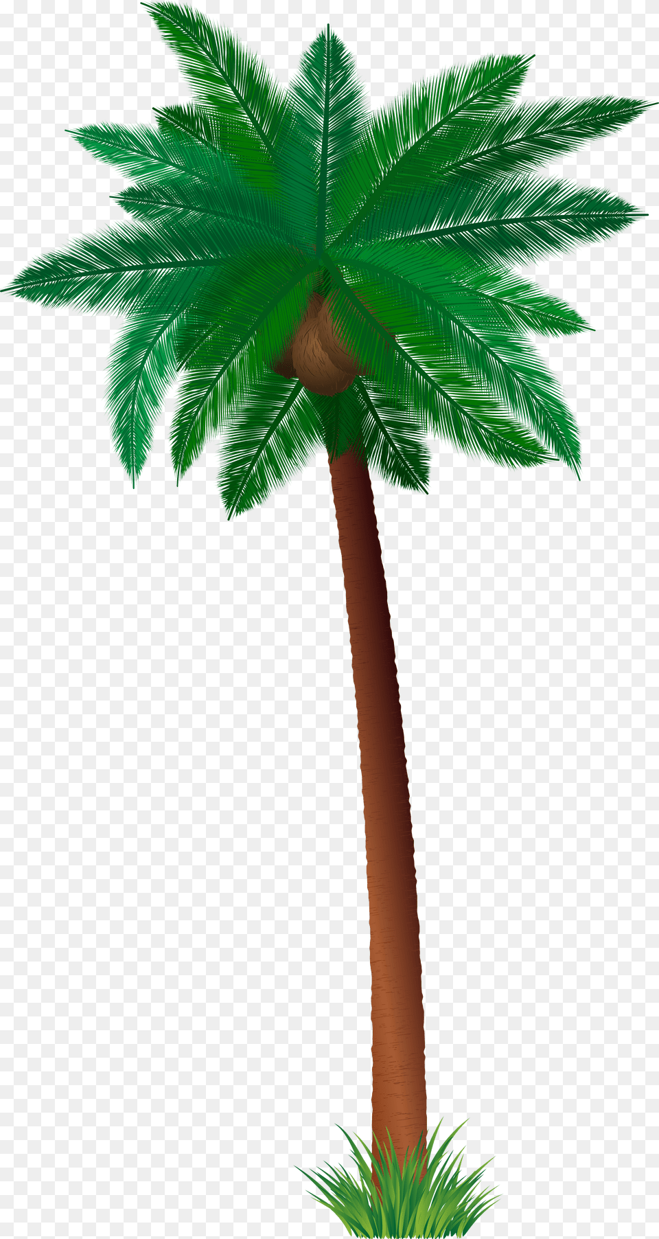 Coconut Tree Borassus Flabellifer, Palm Tree, Plant, Vegetation Free Png Download