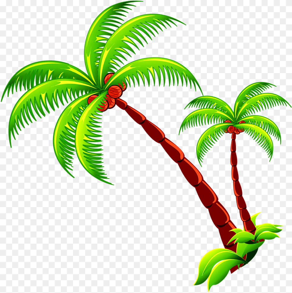 Coconut Tree Branch Photo Vector Cartoon Coconut Tree, Plant, Vegetation, Rainforest, Outdoors Free Png