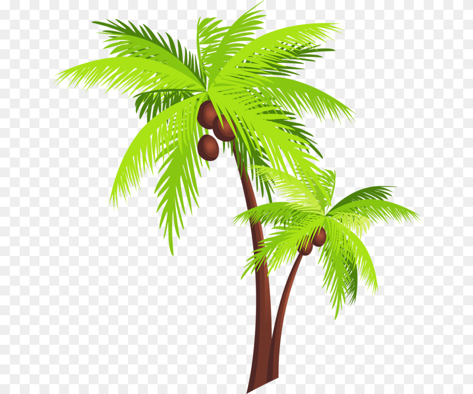 Coconut Tree Clipart, Palm Tree, Plant, Vegetation, Nature Png Image