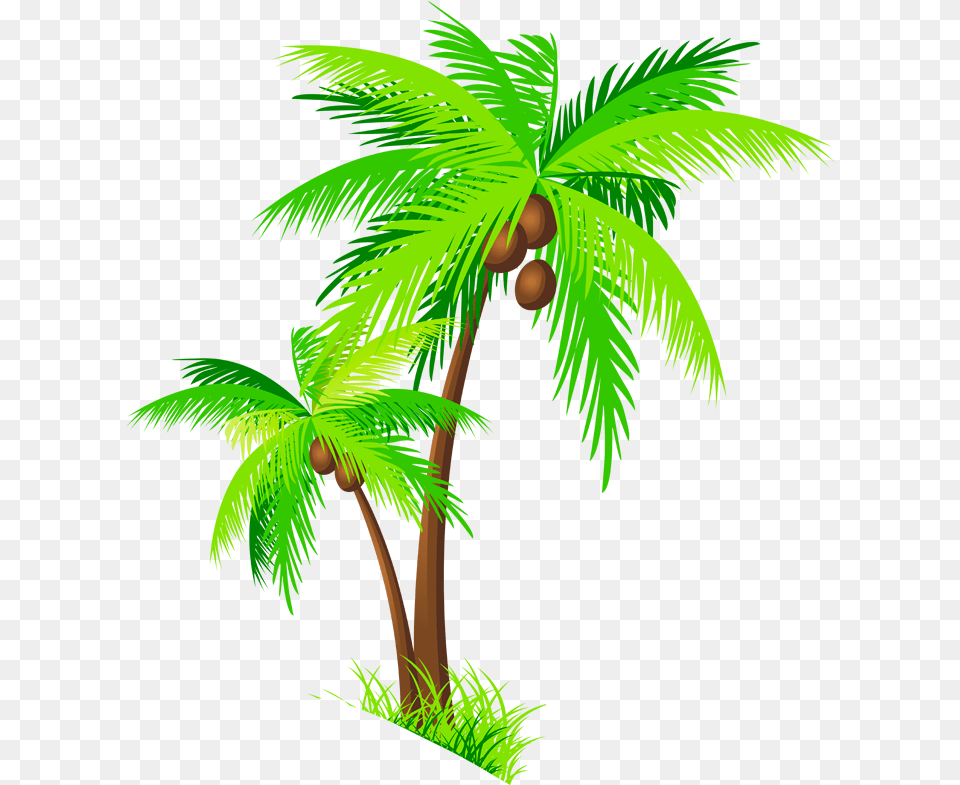 Coconut Tree Clipart Palm Trees With Coconuts, Palm Tree, Plant, Vegetation, Food Png