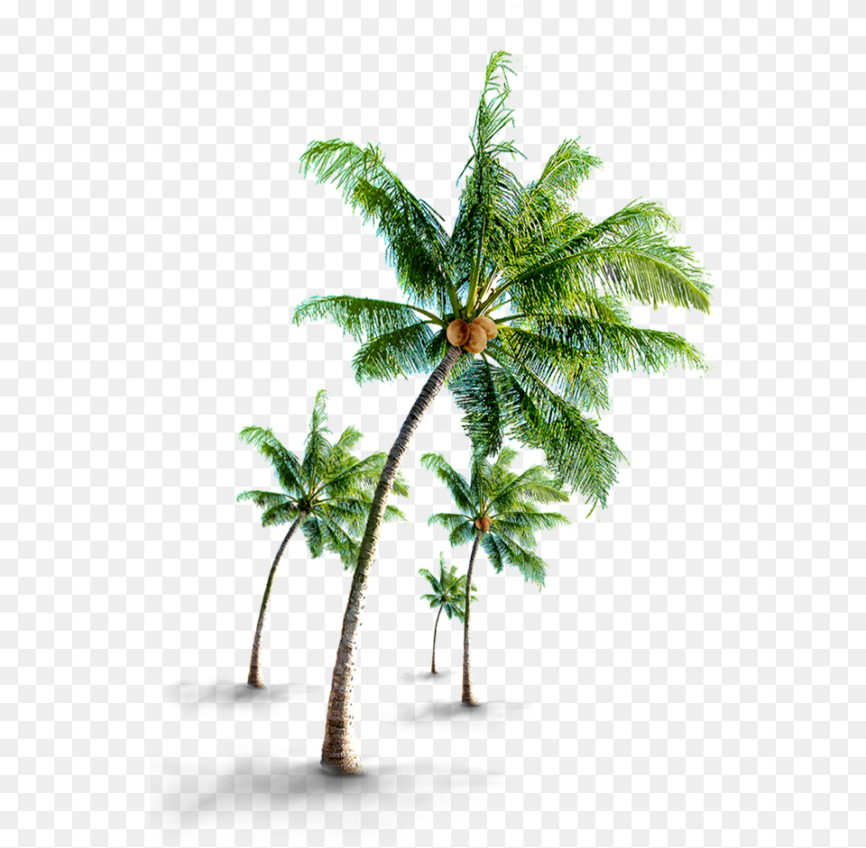 Coconut Tree Coconut Tree Images Hd, Leaf, Palm Tree, Plant, Fern Free Png Download