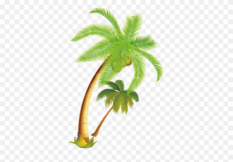 Coconut Tree Download Arts, Palm Tree, Plant, Leaf Free Transparent Png