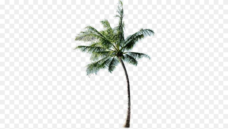 Coconut Tree Transparent Image Palm Tree Beach, Fern, Leaf, Palm Tree, Plant Free Png Download