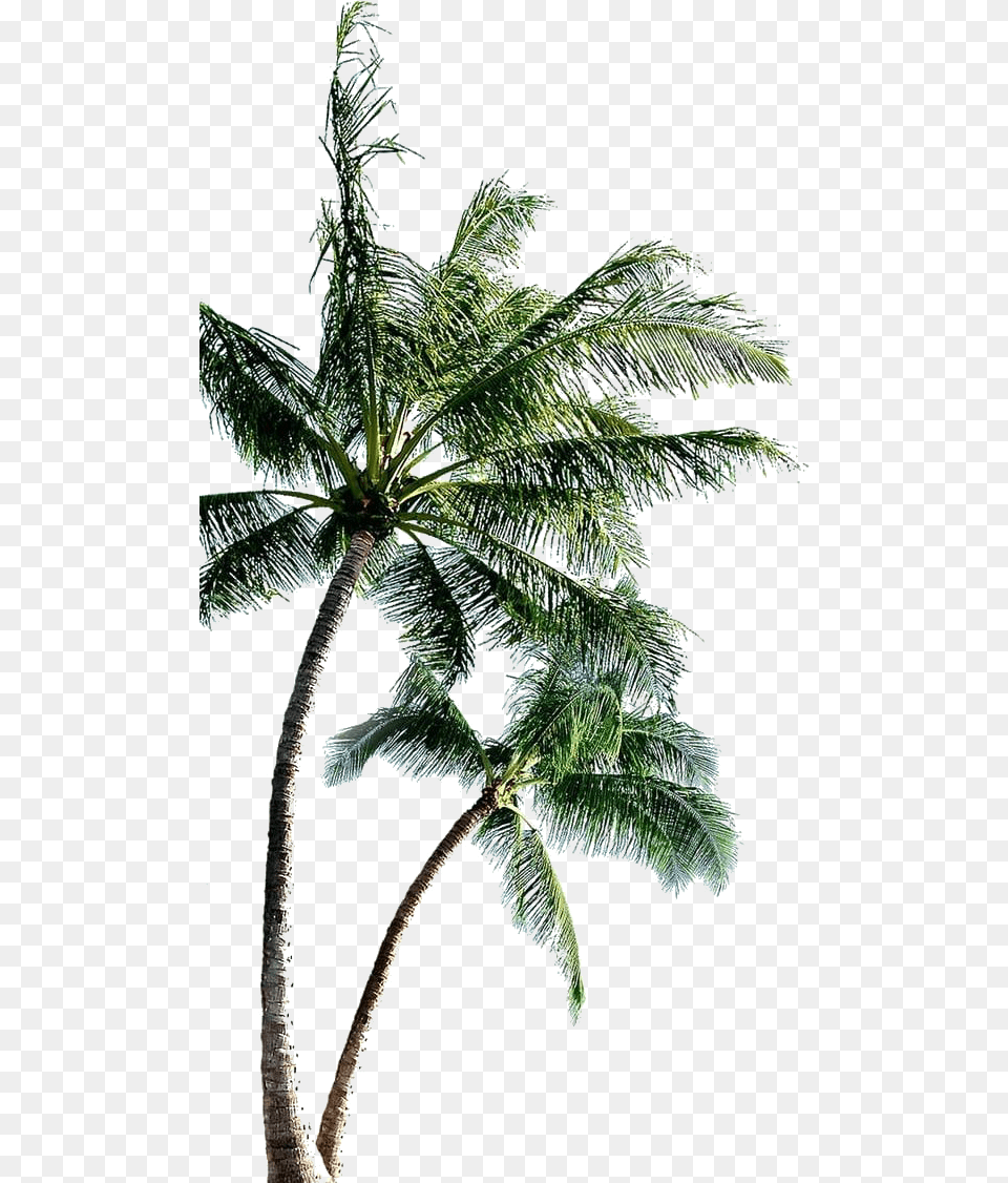 Coconut Tree File Coconut Tree, Fern, Plant, Outdoors, Nature Png