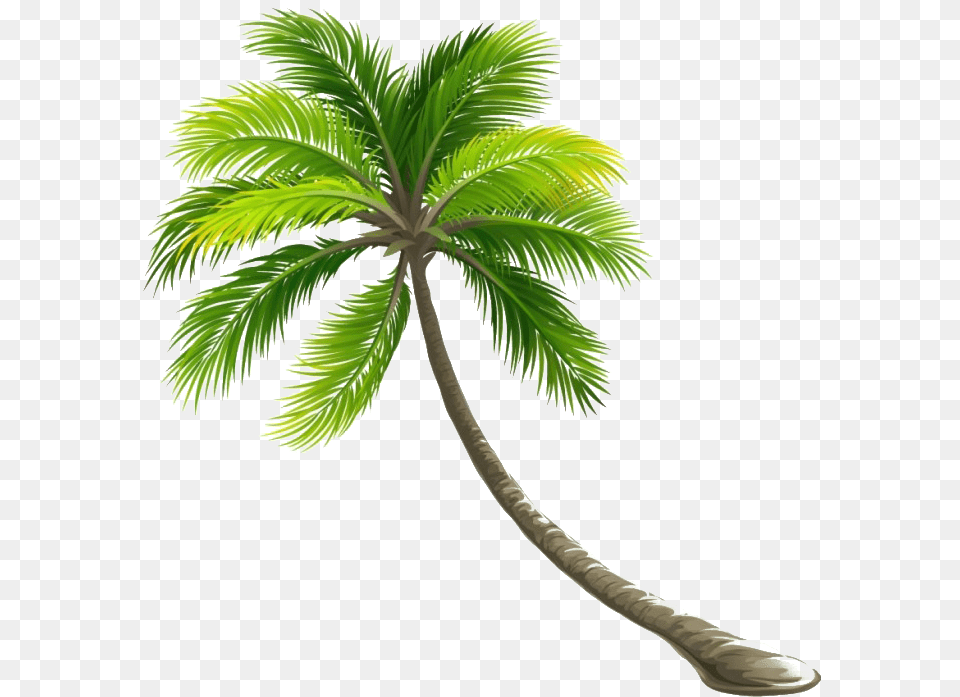Coconut Tree File Transparent Coconut Tree, Palm Tree, Plant, Leaf Free Png Download