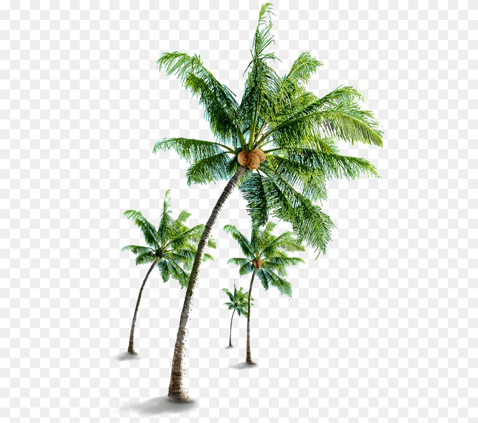 Coconut Tree Transparent Coconut Tree, Leaf, Palm Tree, Plant, Fern Free Png Download