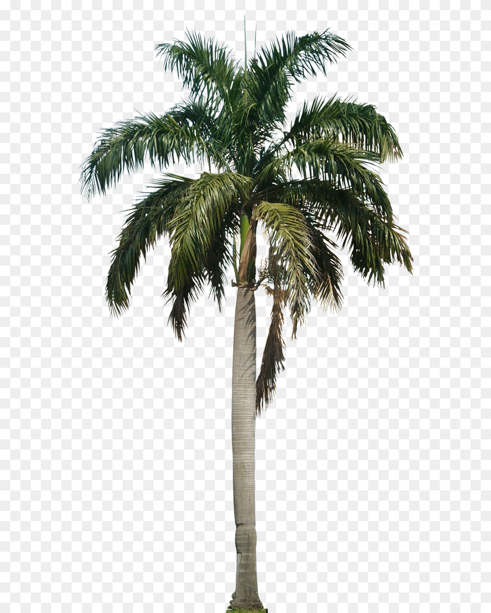 Coconut Tree Hd, Palm Tree, Plant Free Png