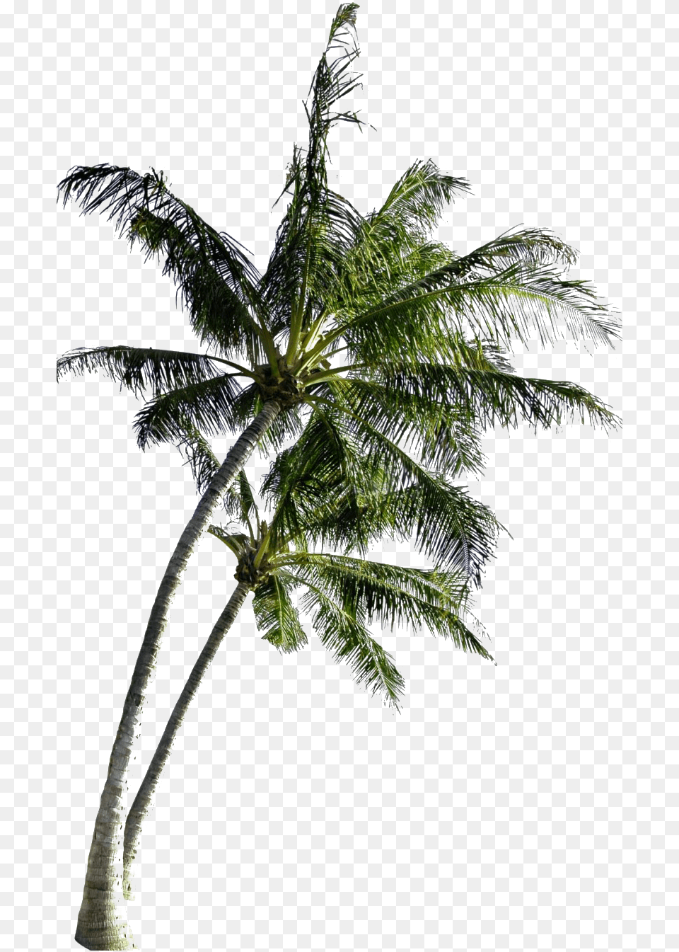 Coconut Tree Image All Coconut Tree With Coconut, Leaf, Palm Tree, Plant, Outdoors Free Transparent Png