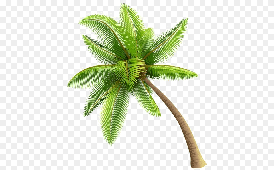 Coconut Tree Image Background Coconut Tree Background, Leaf, Palm Tree, Plant, Food Free Png
