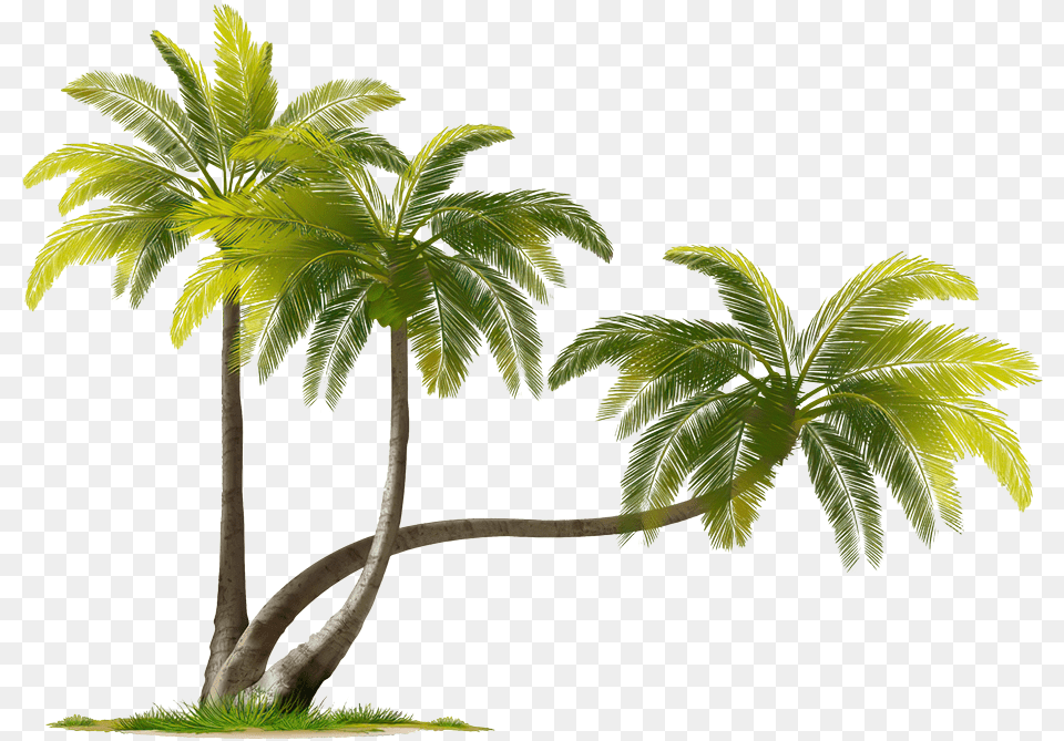 Coconut Tree Coconut Tree Images, Leaf, Palm Tree, Plant, Vegetation Png Image