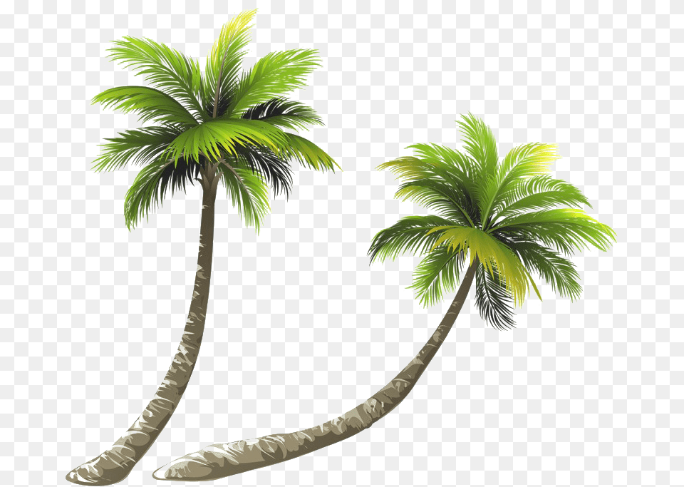 Coconut Tree Image Hd Palm Tree Transparent Background, Palm Tree, Plant, Leaf Free Png