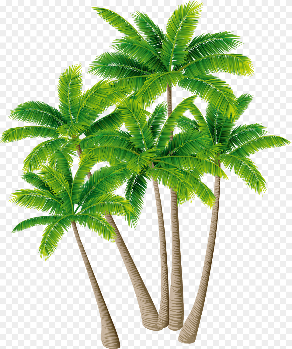 Coconut Tree Image Vector, Palm Tree, Plant, Leaf Free Png Download
