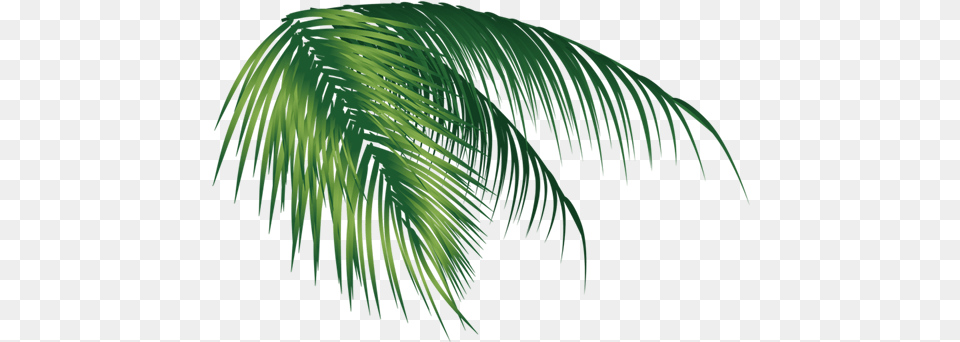 Coconut Tree Leaf, Vegetation, Green, Palm Tree, Plant Png