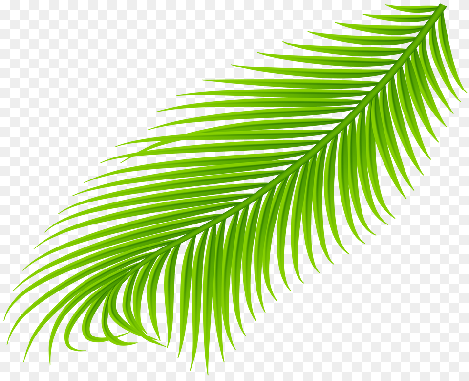 Coconut Tree Leaf Images Collection For Palm Leaves Free Png Download