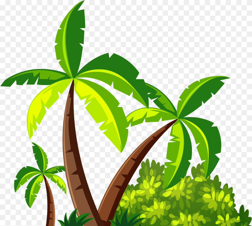 Coconut Tree Leaf Images Collection Palm Leaves, Green, Rainforest, Plant, Outdoors Png