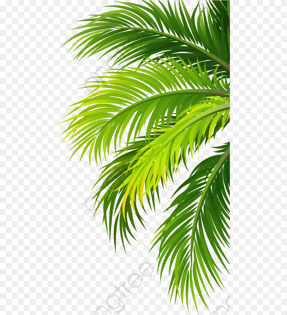 Coconut Tree Leaf Transparent Folhas De Palmeiras, Green, Palm Tree, Plant, Vegetation Png