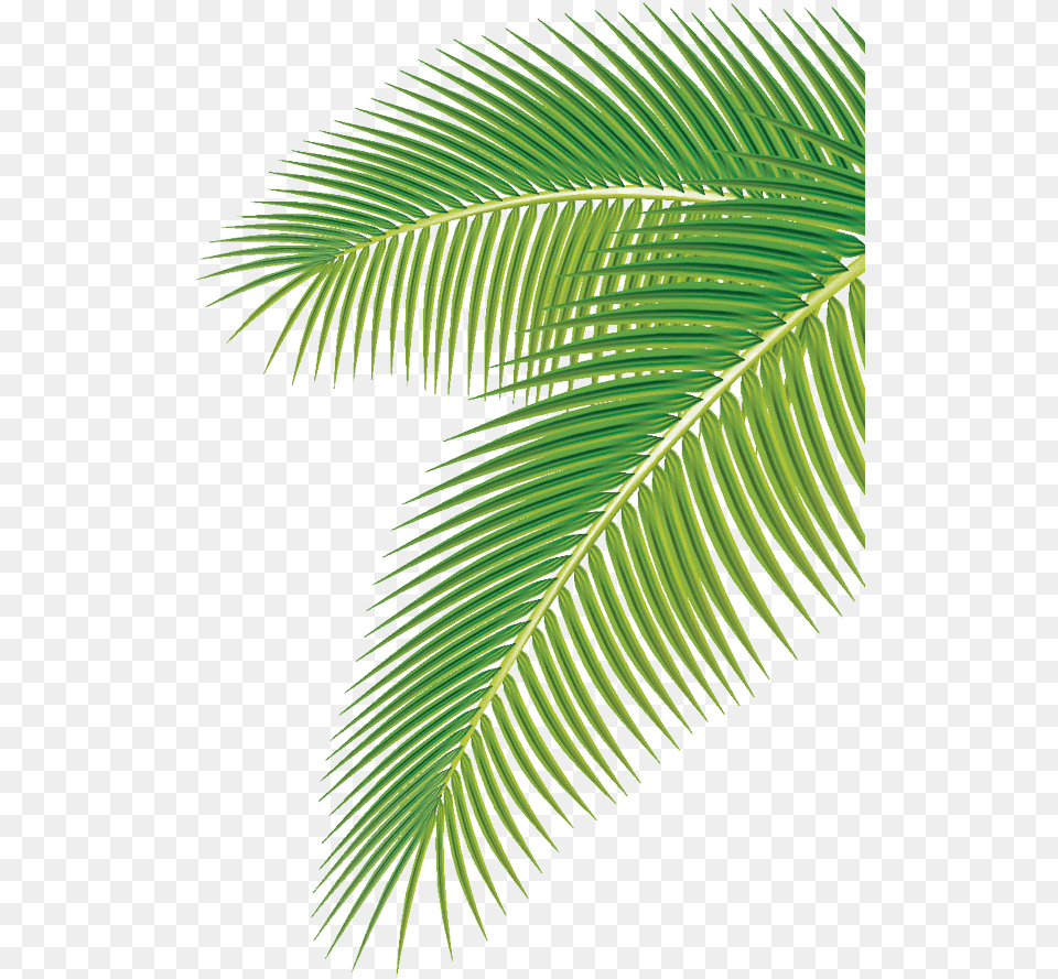 Coconut Tree Leaf Vector, Fern, Plant Png Image