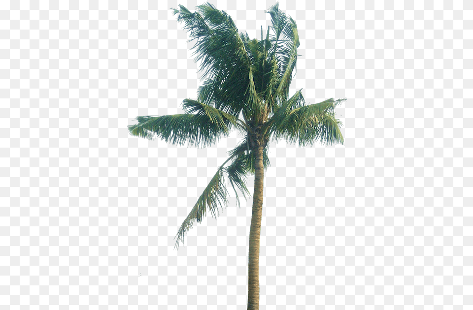 Coconut Tree Leaves Download Cocos Nucifera Tree Cocos Nucifera, Palm Tree, Plant Free Transparent Png