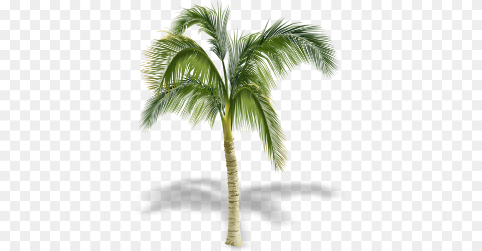 Coconut Tree Leaves Tree With Shadow, Palm Tree, Plant, Leaf Free Png Download