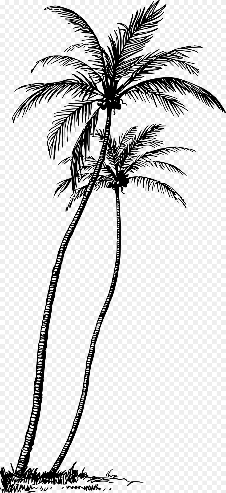 Coconut Tree Line Art, Gray Free Transparent Png