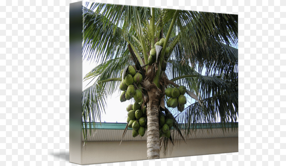 Coconut Tree Loaded With Green Coconuts By The Mears Coconut Tree With Coconuts, Food, Fruit, Plant, Produce Free Transparent Png