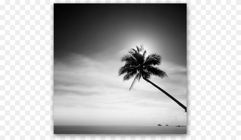 Coconut Tree Monochrome, Nature, Outdoors, Palm Tree, Plant Free Png